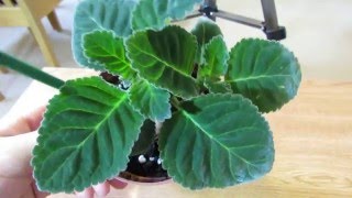 Gloxinia Growing Lots Of Healthy Leaves [upl. by Dhumma265]