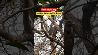 click here 👆👆👆 to watch Full Video  White Rumped Vulture 🦅  Jim Corbett shorts vulture viral [upl. by Illib]