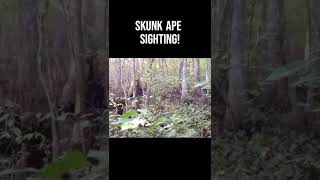 REAL Skunk Ape Caught On Camera Mississippi shorts skunkape bigfoot [upl. by Drogin703]