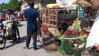 Ando wali Murghi Shalimar Bagh Sunday update Lahore Pakistan [upl. by Mongeau]