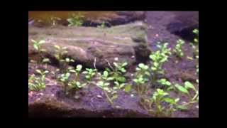 How to plant Glossostigma elanotoides [upl. by Urial]