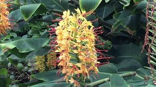 Zieringwer Hedychium gardnerianum  Grugapark Essen [upl. by Aratal]