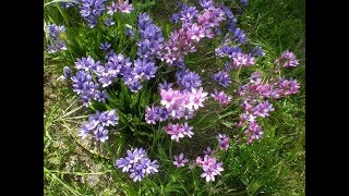 Amazing and Most Beautiful Babiana stricta Flowers [upl. by Sadick]