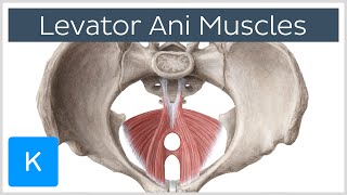 Levator Ani Muscle  Origin Insertion amp Function  Human Anatomy  Kenhub [upl. by Yr273]