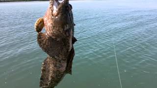 Gulf toadfish [upl. by Akinnor]