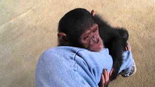 Baby ChimpsMonkeyBaby chimpanzeepet chimp婴儿黑猩猩chimpanzé bébéДетские шимпанзеchimpancé bebé [upl. by Ahseikan]