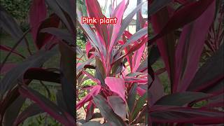 Cordyline fruticosa ti tiplant  ti plant ki  Hawaiian good luck plant  Hawaiian plants and [upl. by Nitsir]