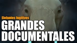 Grandes documentales  Elefantes fugitivos 13102016 [upl. by Ardnued]