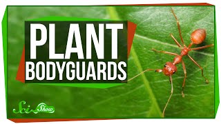 How Plants Attract Bodyguards [upl. by Dorin]