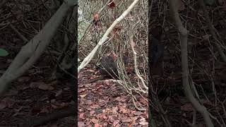 LOOKS WHAT I FOUND WALLABY wallaby shortvideo [upl. by Criswell]