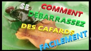 Débarrassez vous des cafards facilement ayez la bonne méthode pour y arriver les conseils dun pro [upl. by Courtenay]