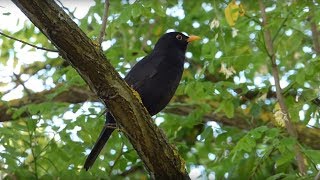 Ptice Hrvatske  Kos mužjak Turdus merula Birds of Croatia  Blackbird male 69 [upl. by Aitas]