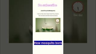 Mosquito life cycle 🤯youtubeshortsyoutubeshortsanimals [upl. by Annissa]