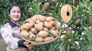 Harvest Sapodilla fruit at my front yard to make dried sapodilla  Sapodilla fruit recipe [upl. by Ansaev]