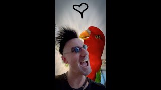 This Parrot sings my favourite tune [upl. by Barbara479]