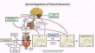 Thyroid Hormones and Thyroid Function Tests [upl. by Hairaza51]