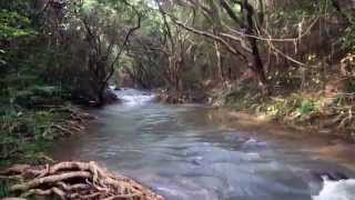 Fly Fishing in the Rivers of Hong Kong  Part 2 Chubs In MountainRivers [upl. by Thisbee]