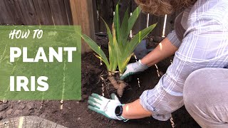 How to Plant Iris Correctly for Long Term Success [upl. by Hawkie]