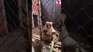 Monkey musty 😂😂🥰🥰 trending reels viralshorts funny comedy [upl. by Ik]