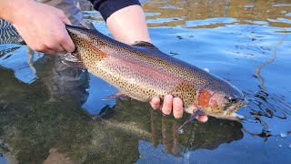 2024 Adult Trout Stocking Schedule Now Available BRoll [upl. by Anema]