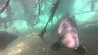 Underwater Carp Fishing  Gigantica Carp Fishing [upl. by Erodavlas725]