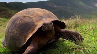 Charles Darwins Galapagos Discovery  Attenborough90  BBC Earth [upl. by Fin]