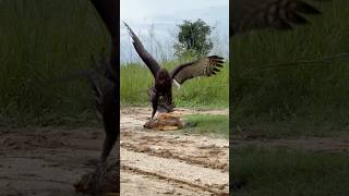 Eagle was hunt a big bird for their food youtuber eagle eaglet [upl. by Lehteb]