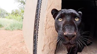 Typical Black Leopard Behaviour  The Lion Whisperer [upl. by Mundy]