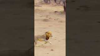 Lion attack hyenaanimals wildlife wildanimals foryou fyp [upl. by Adorl]