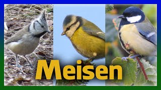 Meisen in Deutschland  Gesang Rufe Aussehen aller Arten [upl. by Wilone]