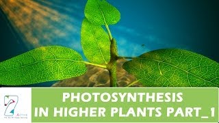 PHOTOSYNTHESIS IN HIGHER PLANTSPART 01 [upl. by Anahc]