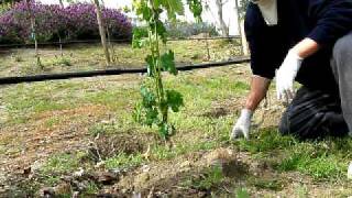 Training and Thinning Young Grape Vine to 2 Shoots [upl. by Ynnaf]