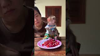 Special Food For Baby Monkey Max [upl. by Cornelia168]