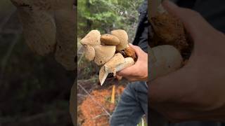 White Mushroom Dig viral mushroomforest nature fruit mushrooming mushroompicking mushroomfarm [upl. by Urina]