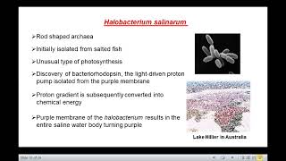 Archaea Classification amp Applications [upl. by Niple]