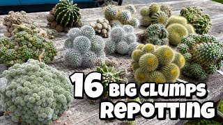 Repotting cactus clumps  clumping cactus  Cluster  Clustering Collection  cacti succ offset pups [upl. by Ydissahc]