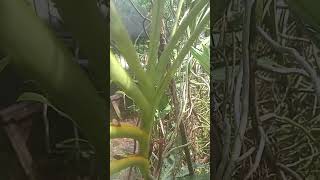 Trim and replant homegrownplants happyplanting orchids vandaorchid plants [upl. by Niwled]