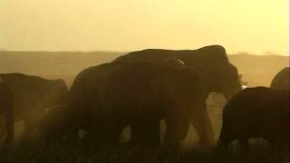 Elephants angry trumpet  Jim Corbett National Park [upl. by Foah]