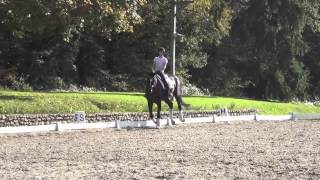 SOLD 2009 KWPN gelding Uphill x Rhodium for sale [upl. by Annovahs]