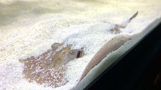 Freshwater Stingray Care Guide  Is a Stingray Home Aquarium Right For You [upl. by Phare]