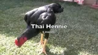 Thai Hennie [upl. by Echo]