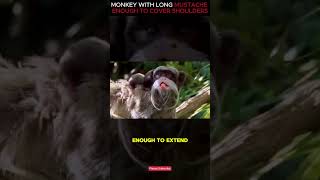 The Emperor Tamarin MONKEY short [upl. by Hirsh]