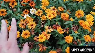 Harvesting Zinnia Profusion Seeds HappyGardening garden zinnia seeds flowers [upl. by Aram]