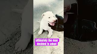 The Incredible Journey of a Puppy Friendship with a Big Dog 🐕 shorts rescuetails dogrescue [upl. by Chrissa945]