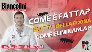 🪳​🔎​Blatta delle fogne come è fatta e come eliminarla🪳​🔎​ [upl. by Valsimot]