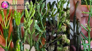 Clonal Variation in Epiphytic Cacti [upl. by Ahsieyt]