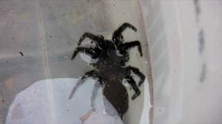 HUGE DEADLY FUNNEL WEB Spider  Playing Dead  Watch in HD PART 1 of 2 [upl. by Hendrik]