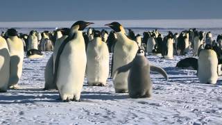 March of the Penguins Emperor Penguins to the Funeral March of a Marionette [upl. by Novej393]