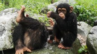 Amazing Chimpanzees Dancing amp Playing [upl. by Bysshe558]