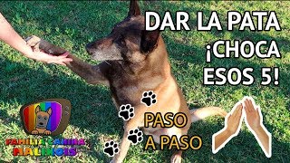 ENSEÑAR a mi PERRO a DAR LA PATA CHOCAR ESOS CINCO  Adiestramiento Canino [upl. by Nrubloc8]